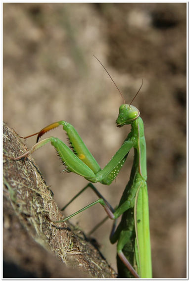 Mante religieuse - Saint Nazaire - Isère