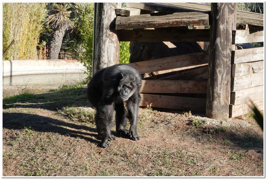 Chimpanzé - Fréjus - Var