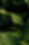 Shots for Jes-1913.jpg