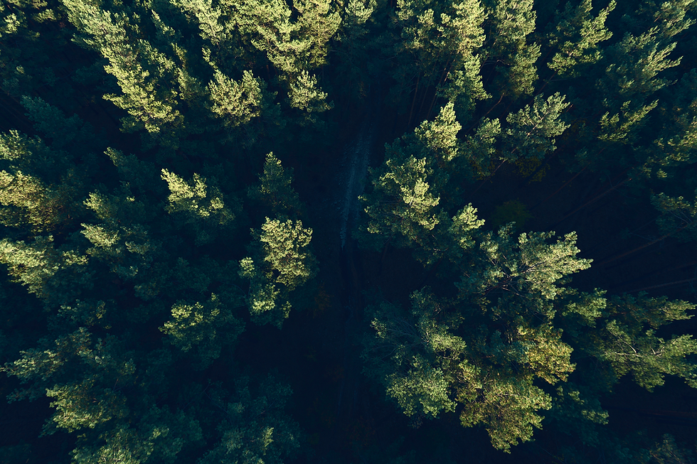 trees.png