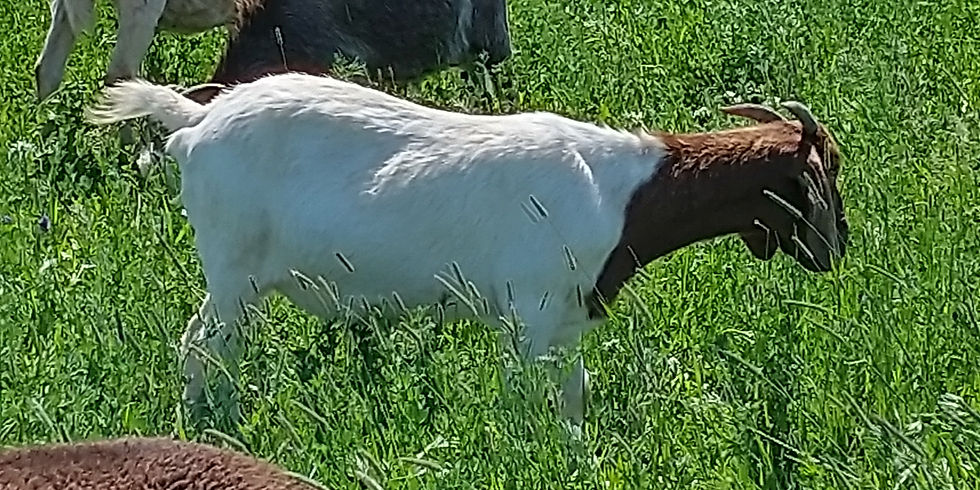 Do-It-Yourself Whole Goat (60–75 lb)