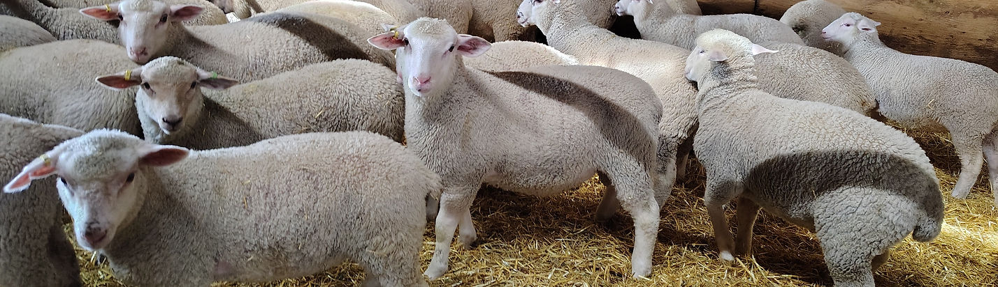 Qurbani