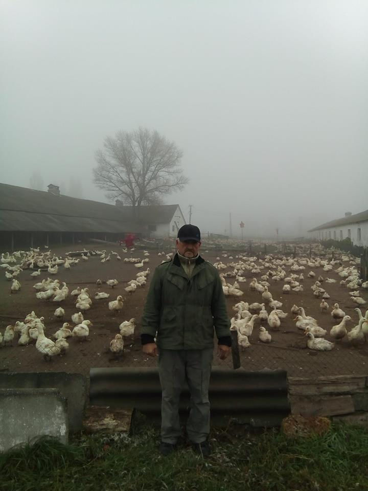 Миниатюра: Взрослая утка Стар 53 (пекинка)