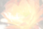 Logo Background Only.jpg