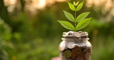 small tree in a coin jar