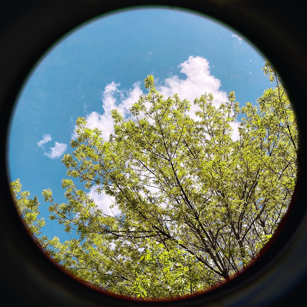 Matboard Print: Trees Through the Lens