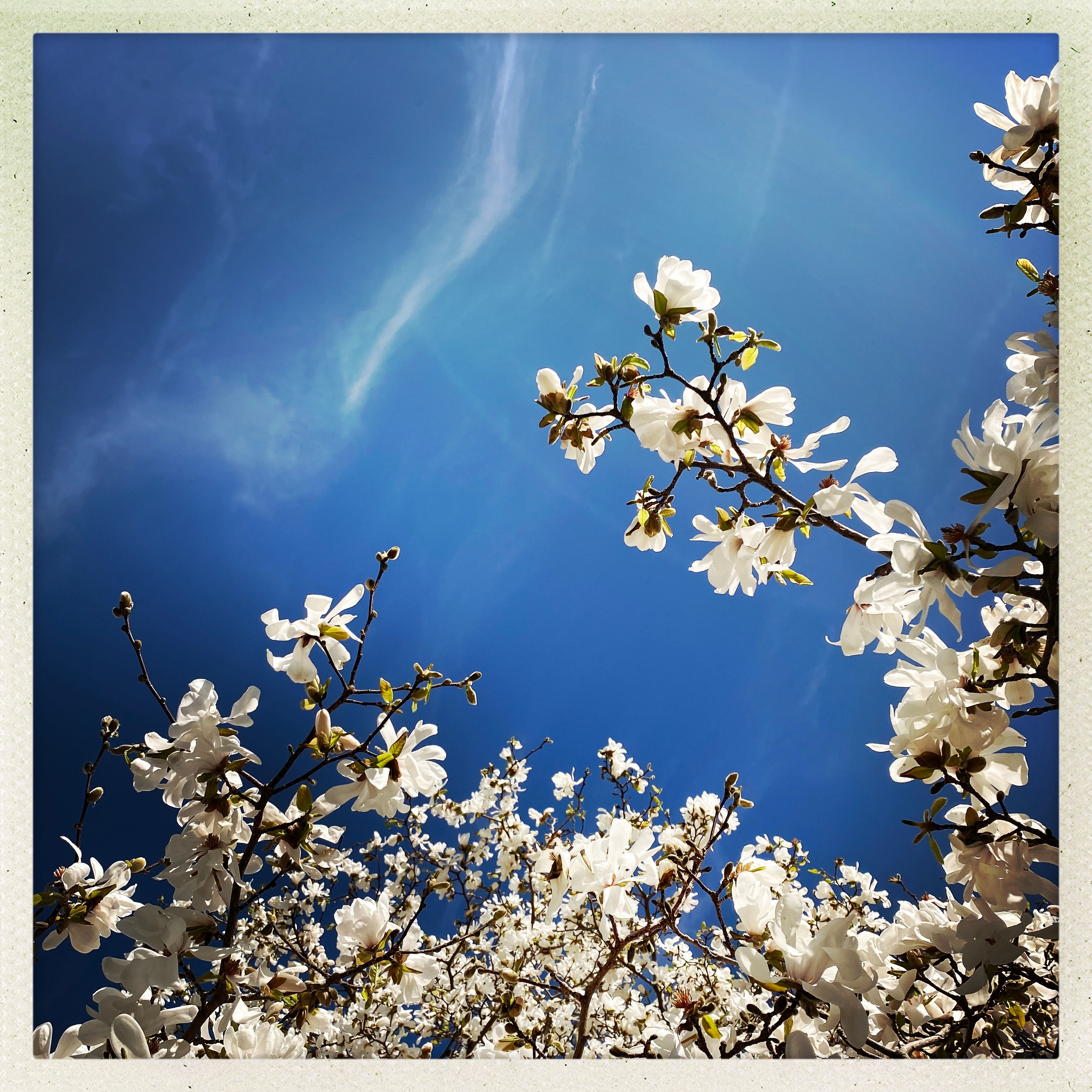 Matboard Print: Spring Comes into View