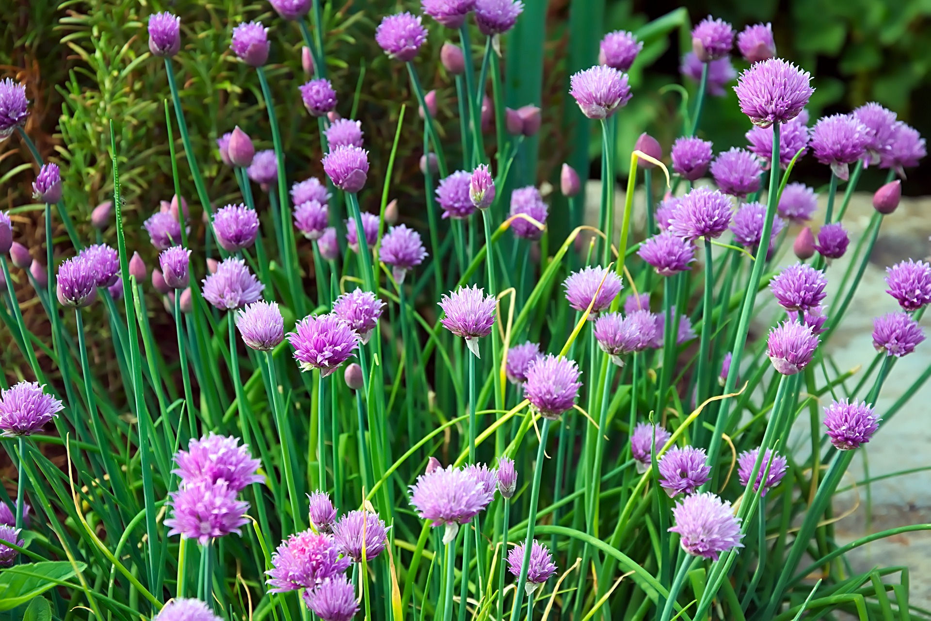 Chives (Allium schoenoprasum) from organic seed