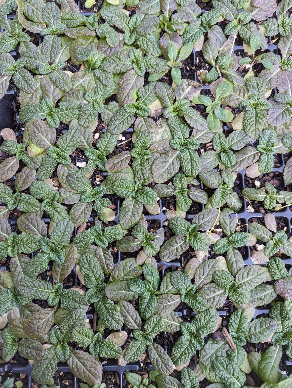 Thumbnail: Teasel, Wild (Dipsacus fullonum) from home grown seed