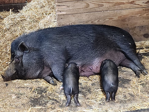 HAZEL AND BABES4.jpg