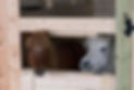 minies_edited.jpg