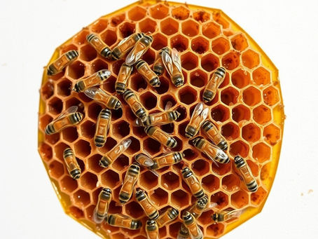 PDA Recovers Nearly $70k In Honey Related Assets