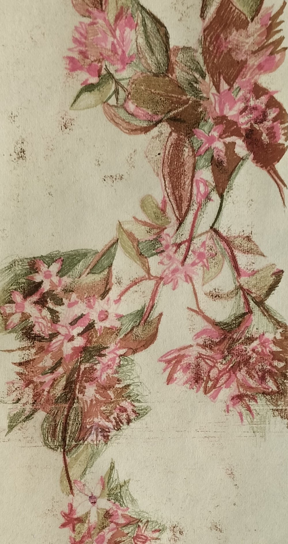 Sedum Bertram Anderson