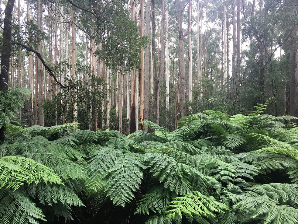 King Parrot Hiking 2.jpeg