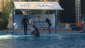 Feeding the Dolphins in Sharm IMG_4010 2.JPG