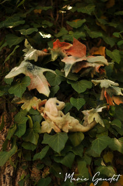 Bébé dragon des feuilles (1)