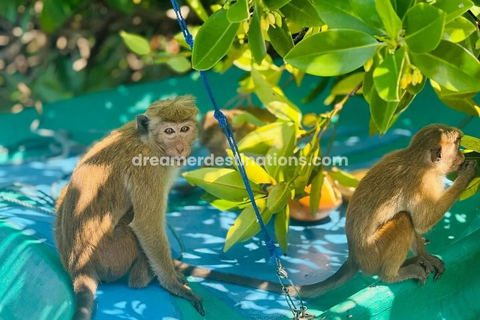 Thumbnail: Negombo Lagoon Boat Safari From Negombo