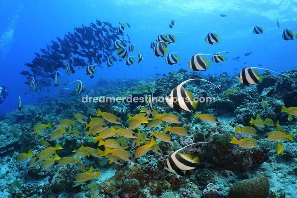 Thumbnail: Sandbank Snorkeling and Sunset Cruise