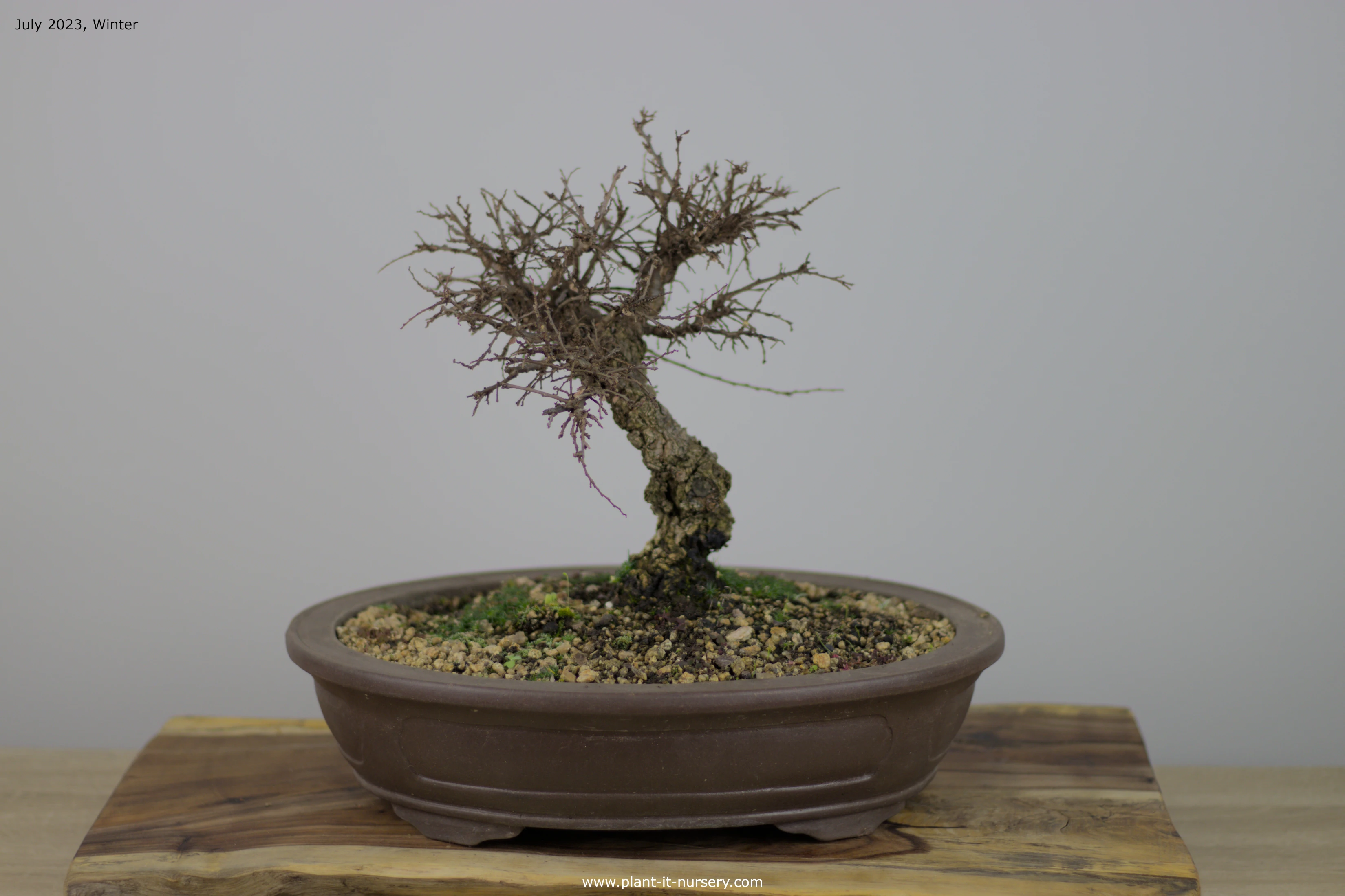 Bonsai Trees for sale Plant It Nursery Johannesburg