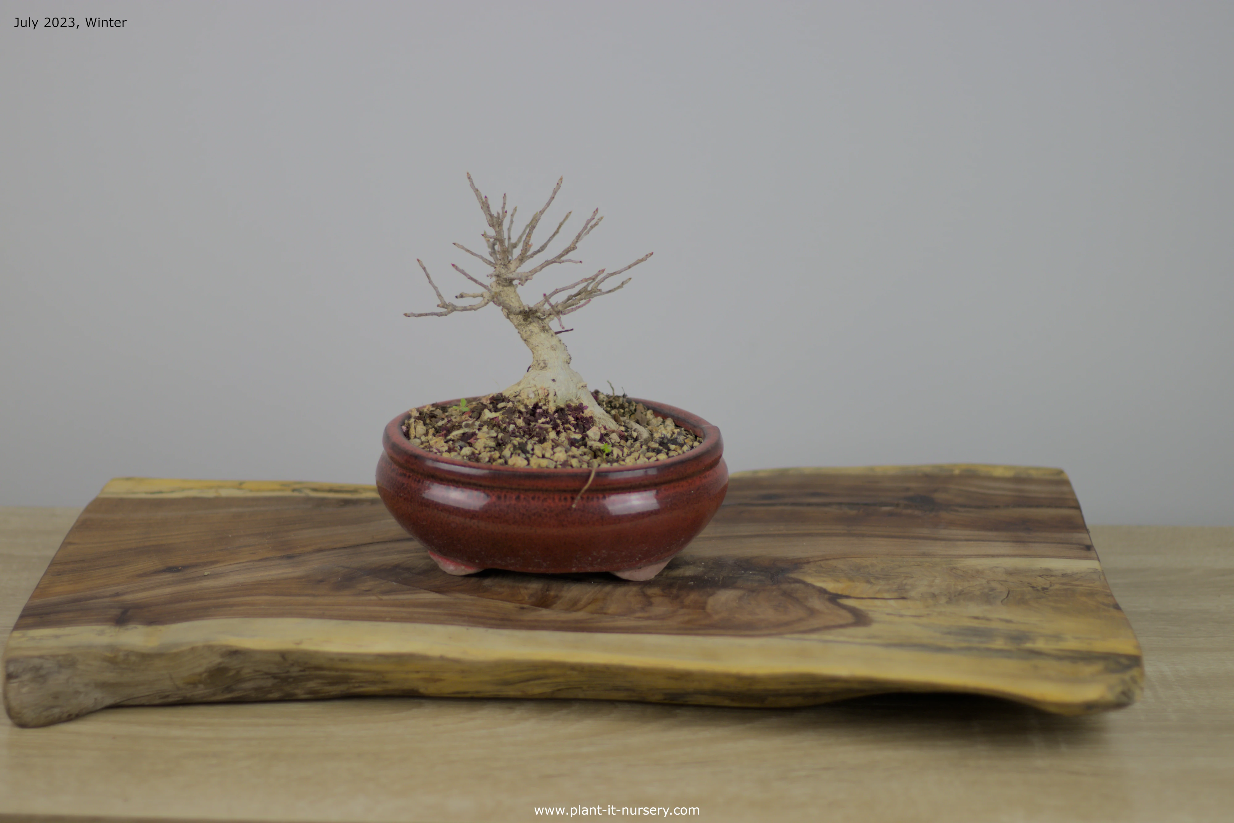 Bonsai Trees for sale Plant It Nursery Johannesburg