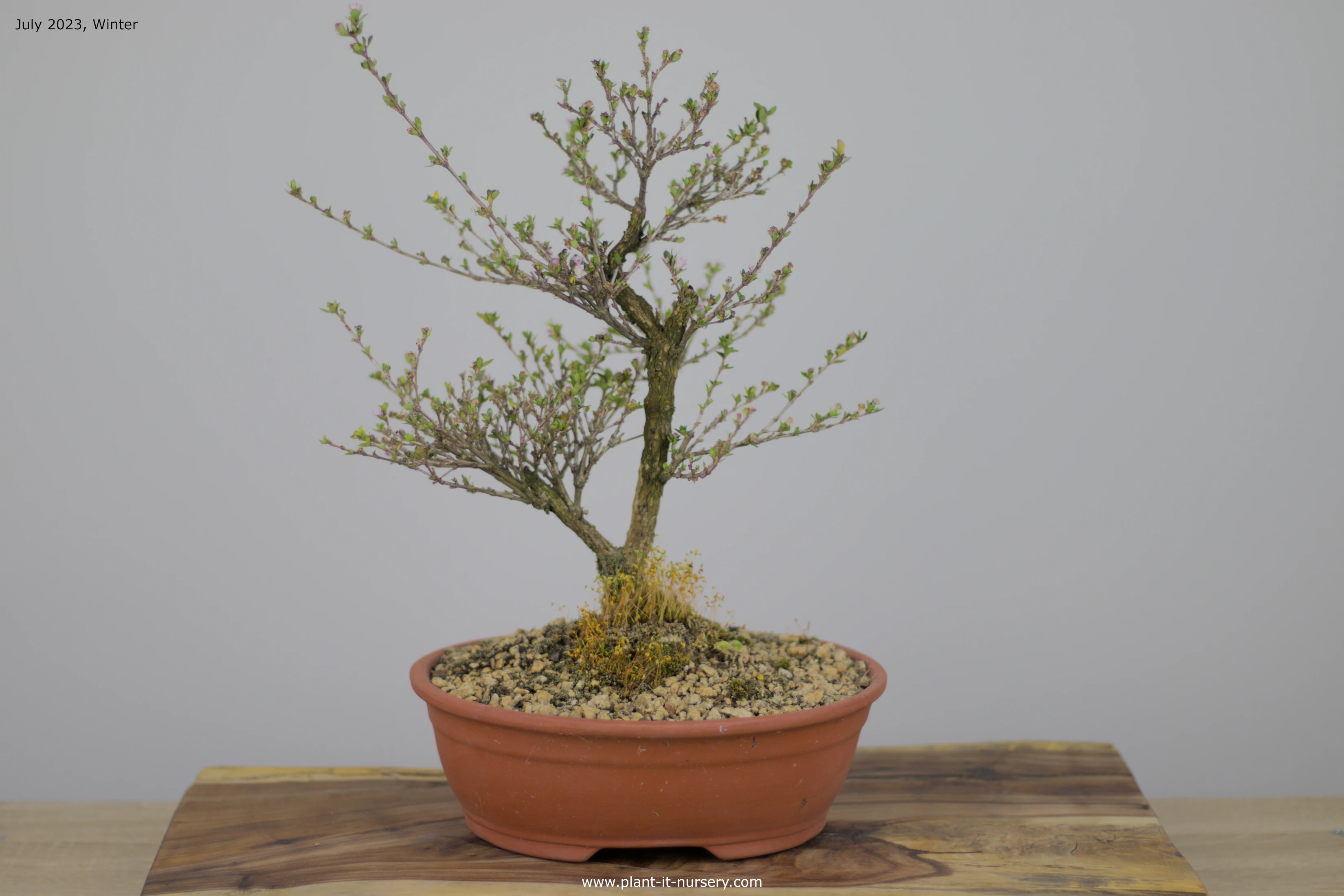 Bonsai Trees for sale Plant It Nursery Johannesburg