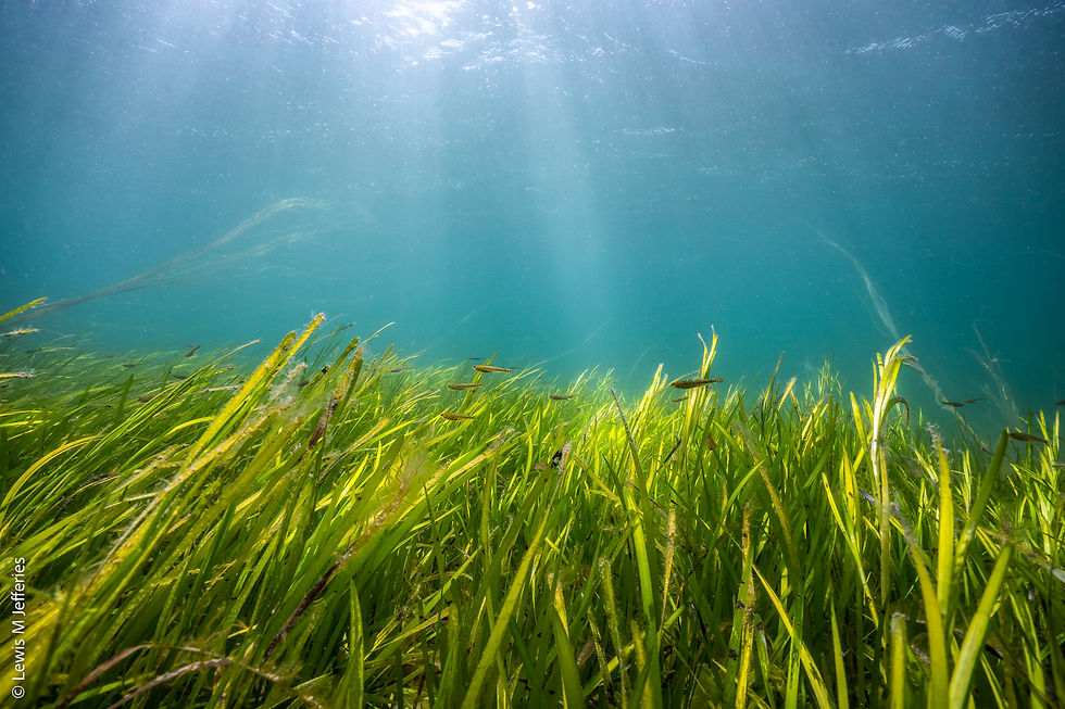 Restoration Forth Volunteer Catch Up!