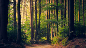 Apéro-forêt, le vendredi 27 mars, a 18h : venez soutenir une sylviculture durable et locale !