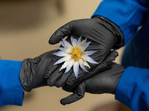 The Hammerwood Experiment: How the Blue Lotus Gave Up Its Secret