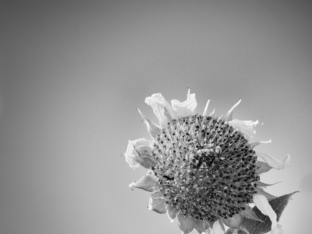 Flower. Photograph