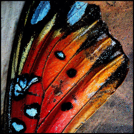 Wing