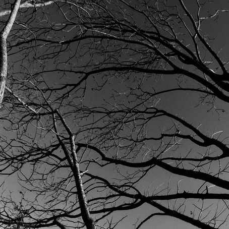 Mid December Newsletter