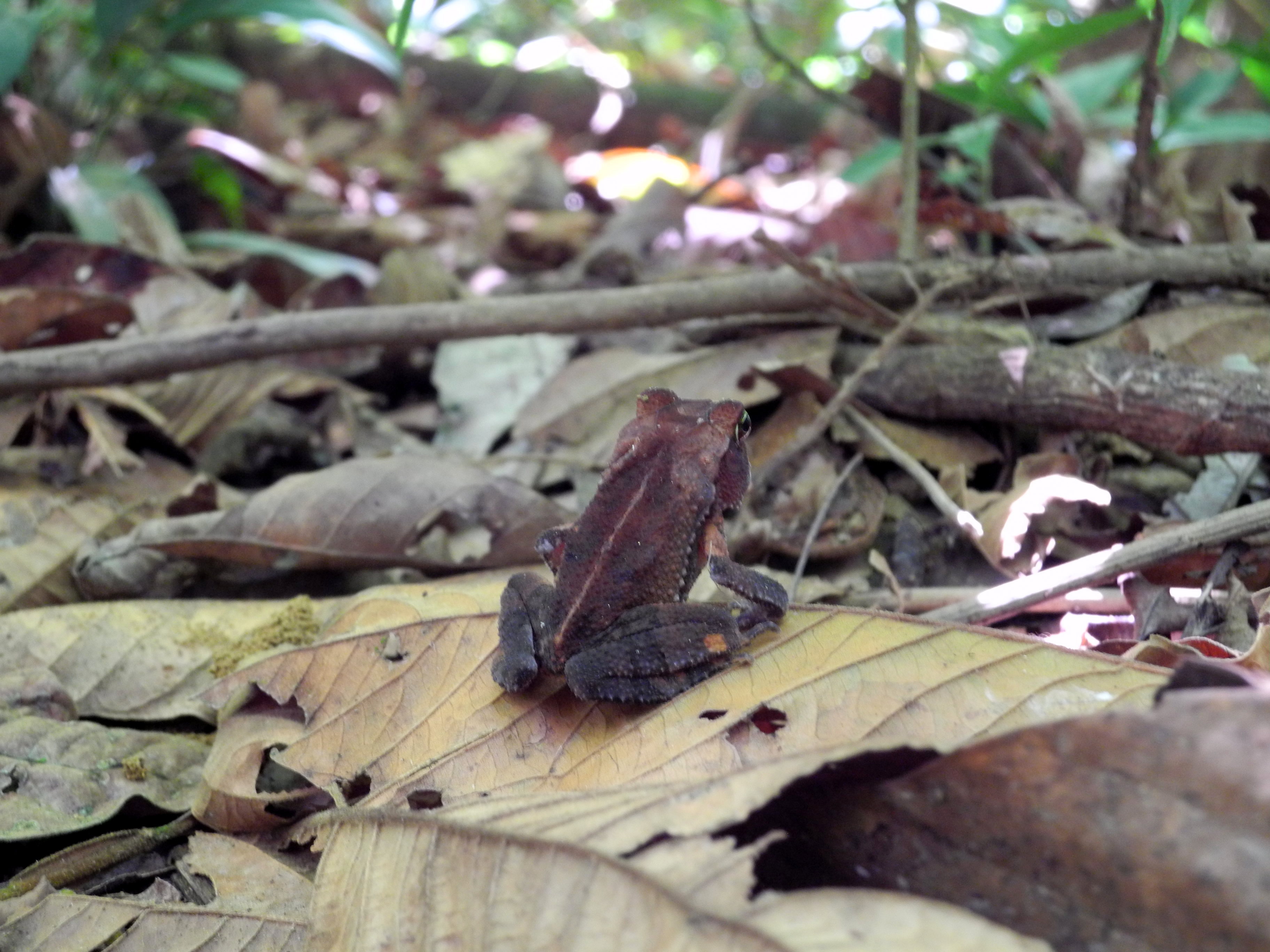 Grenouille craugastor