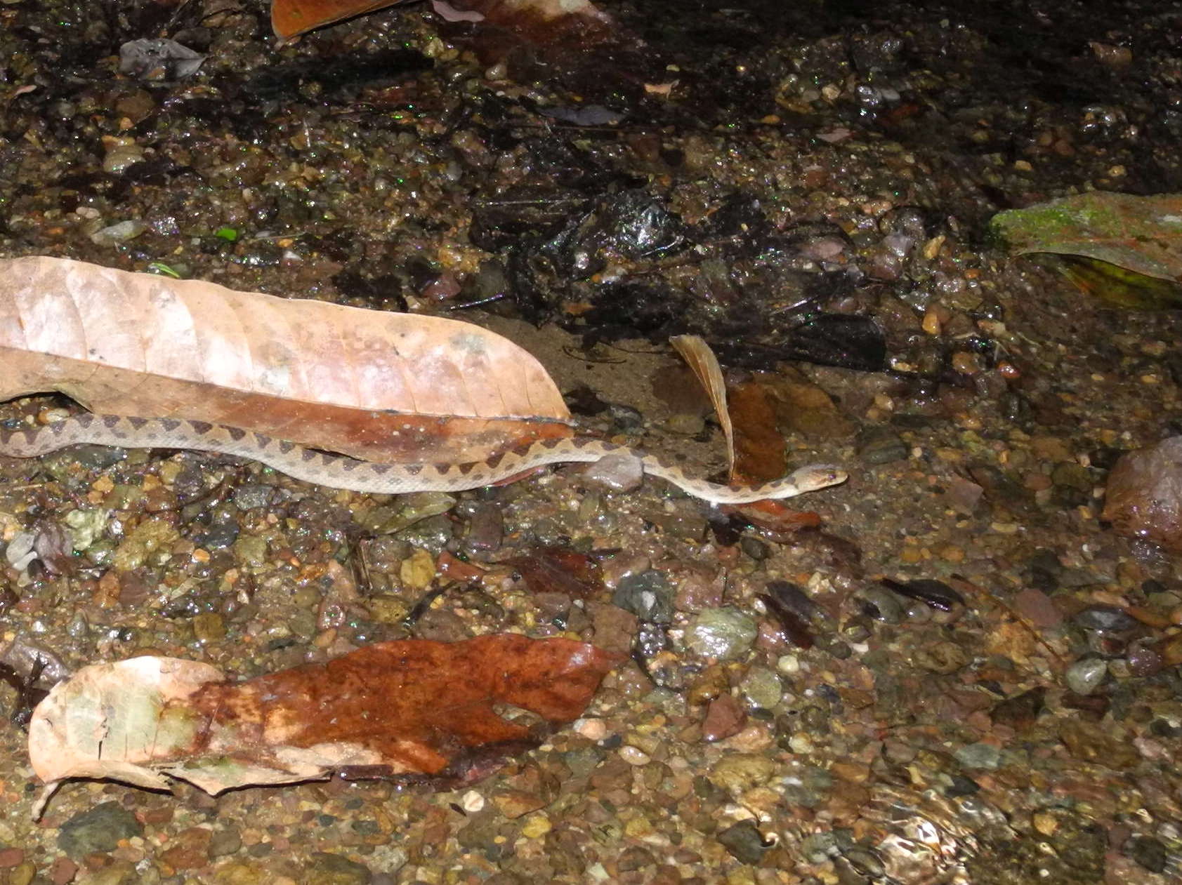 Fer de lance (ou Terciopelo)