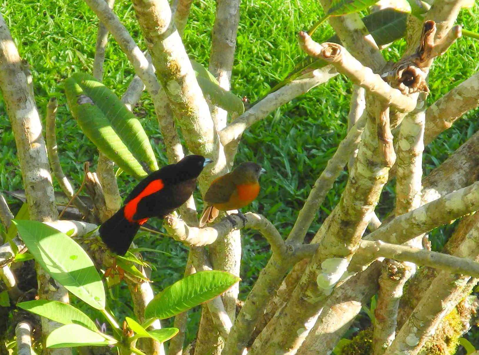 Tangara du Costa Rica (m&f)