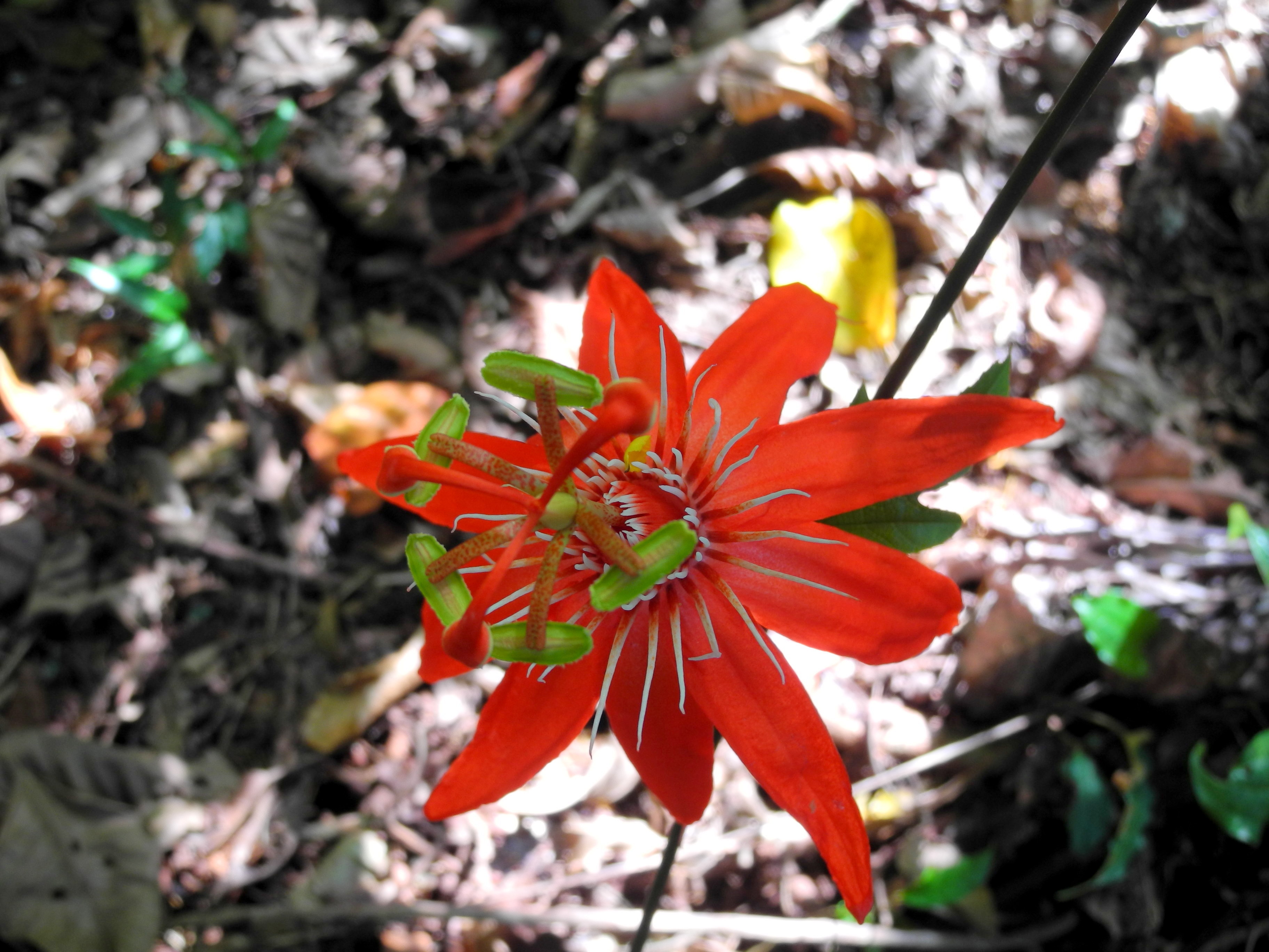 Passiflore à feuilles de vigne