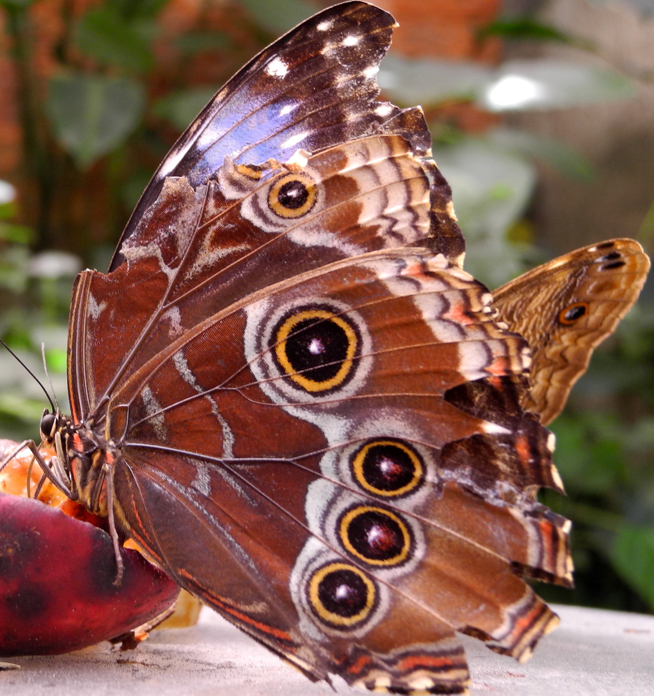 Morpho paleide