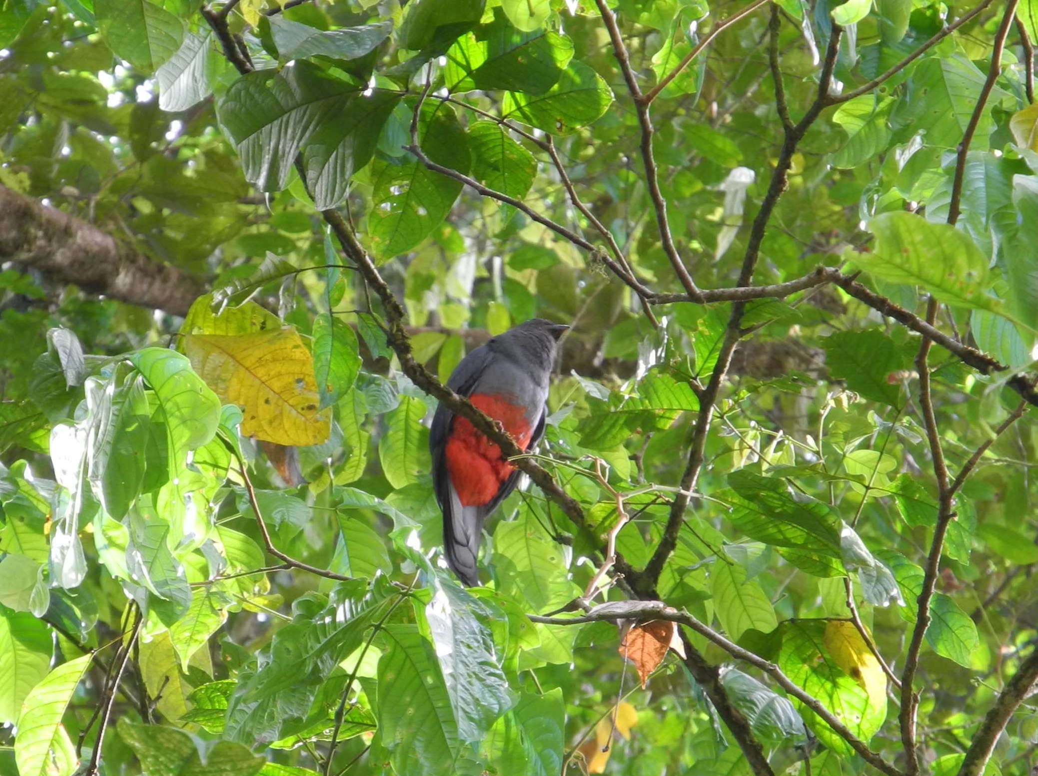 Trogon de Masséna