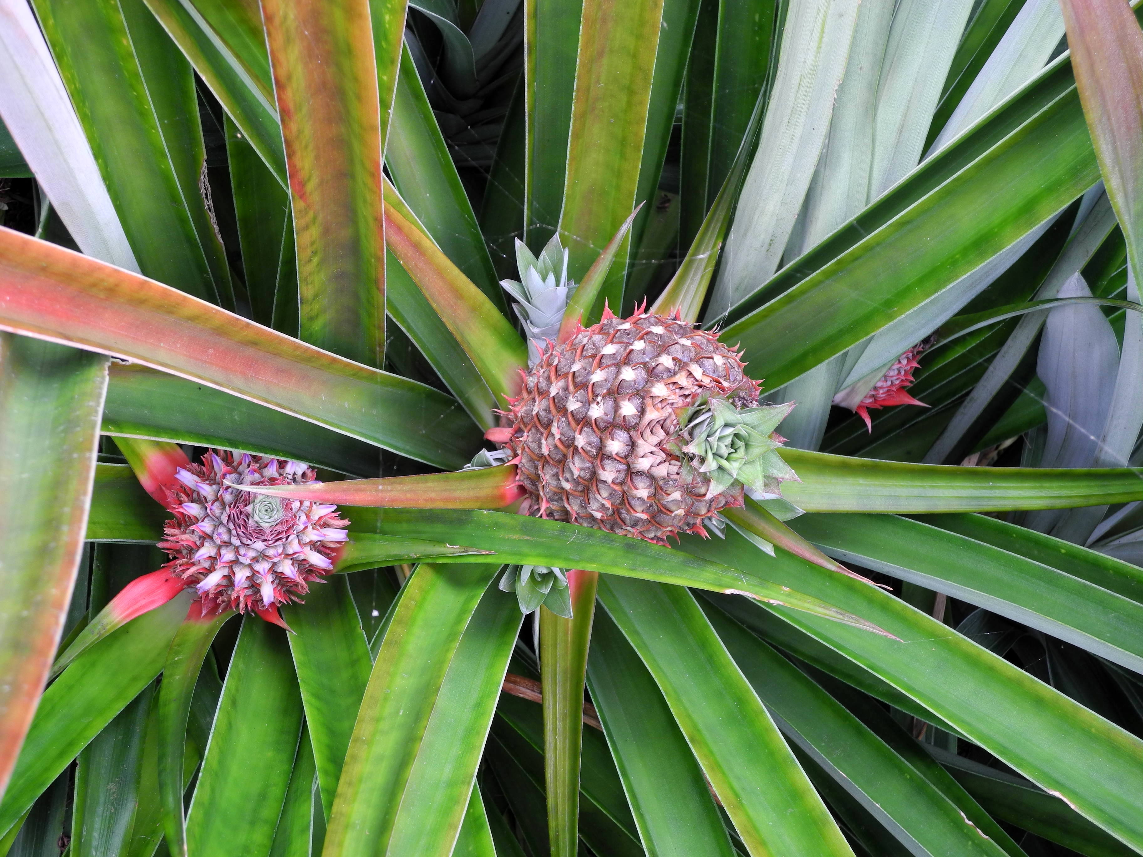 Ananas