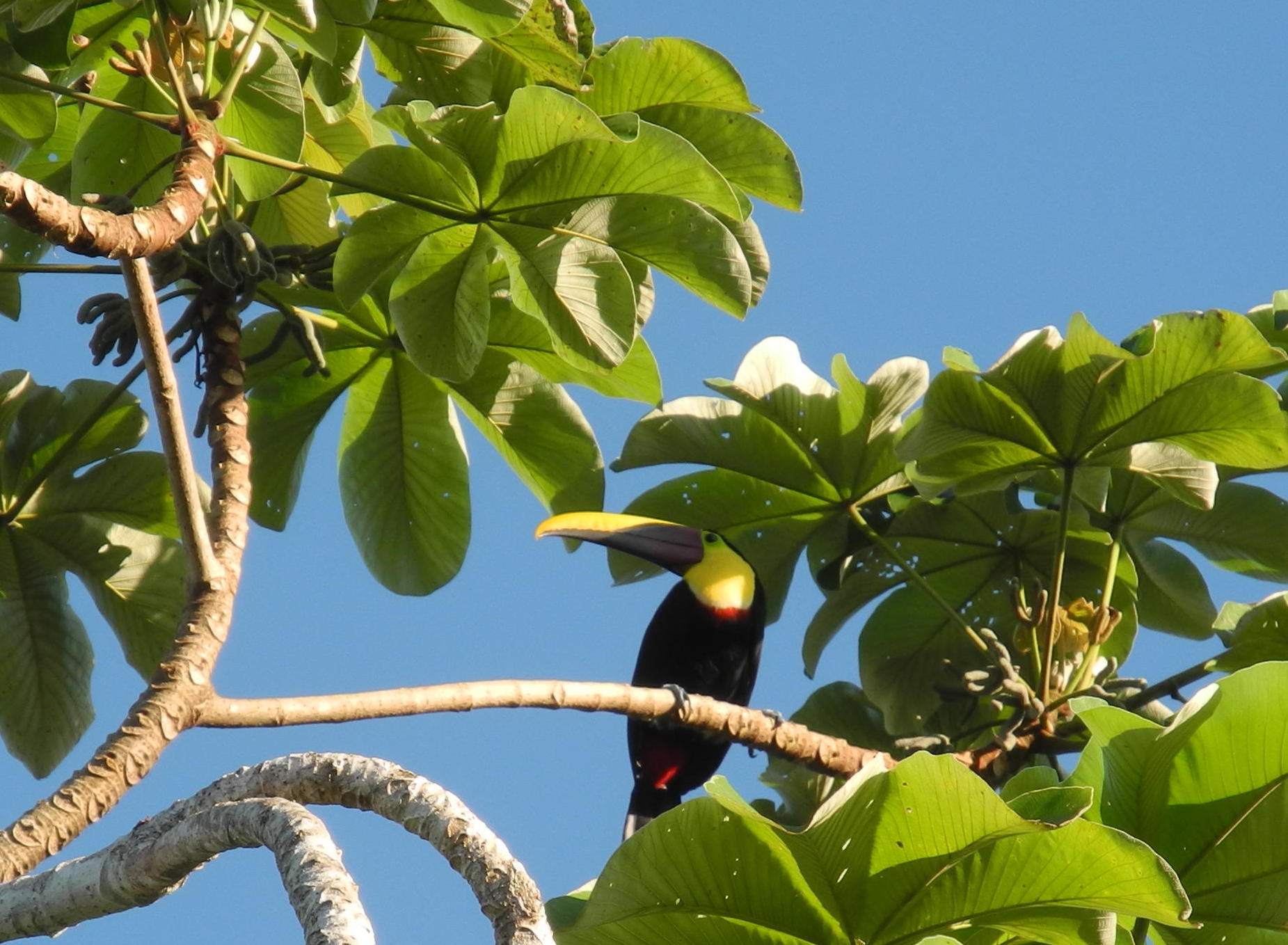 Toucan de Swainson