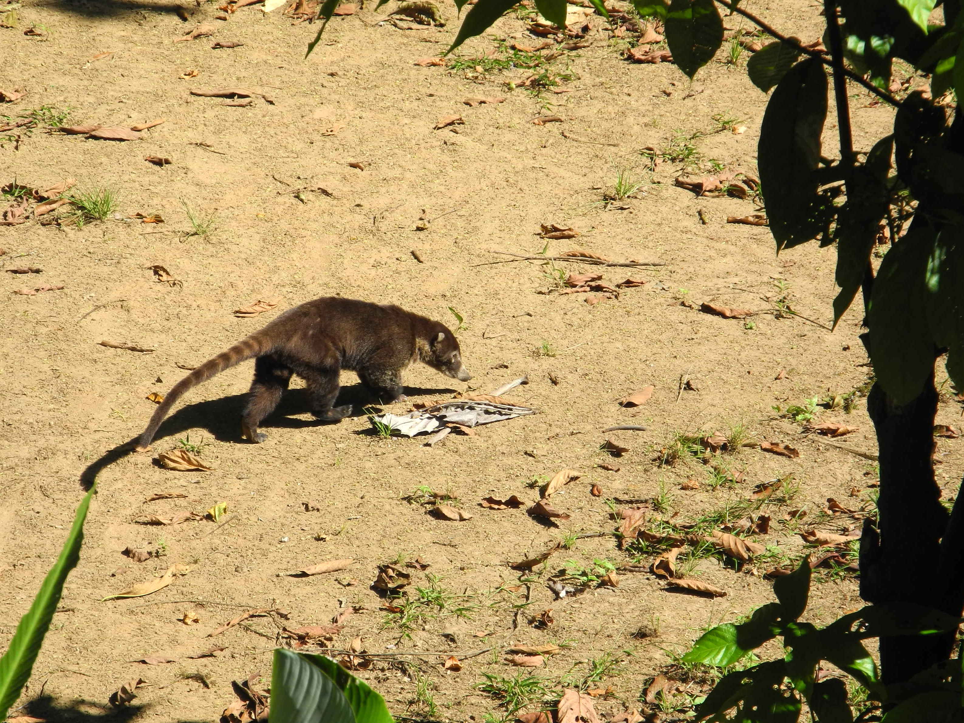 Coati à nez blanc