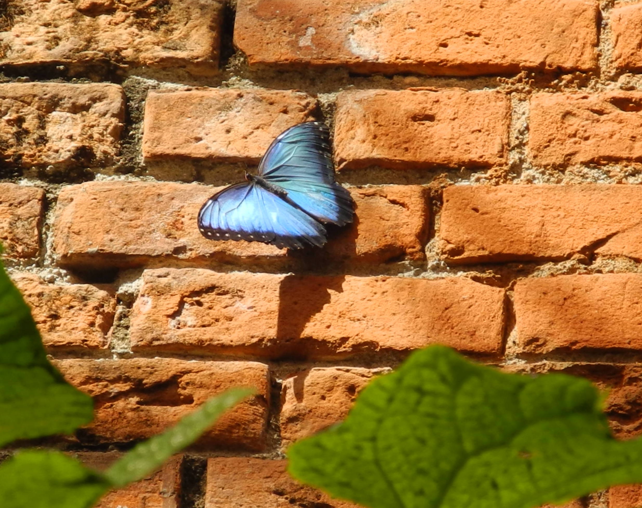 Morpho bleu