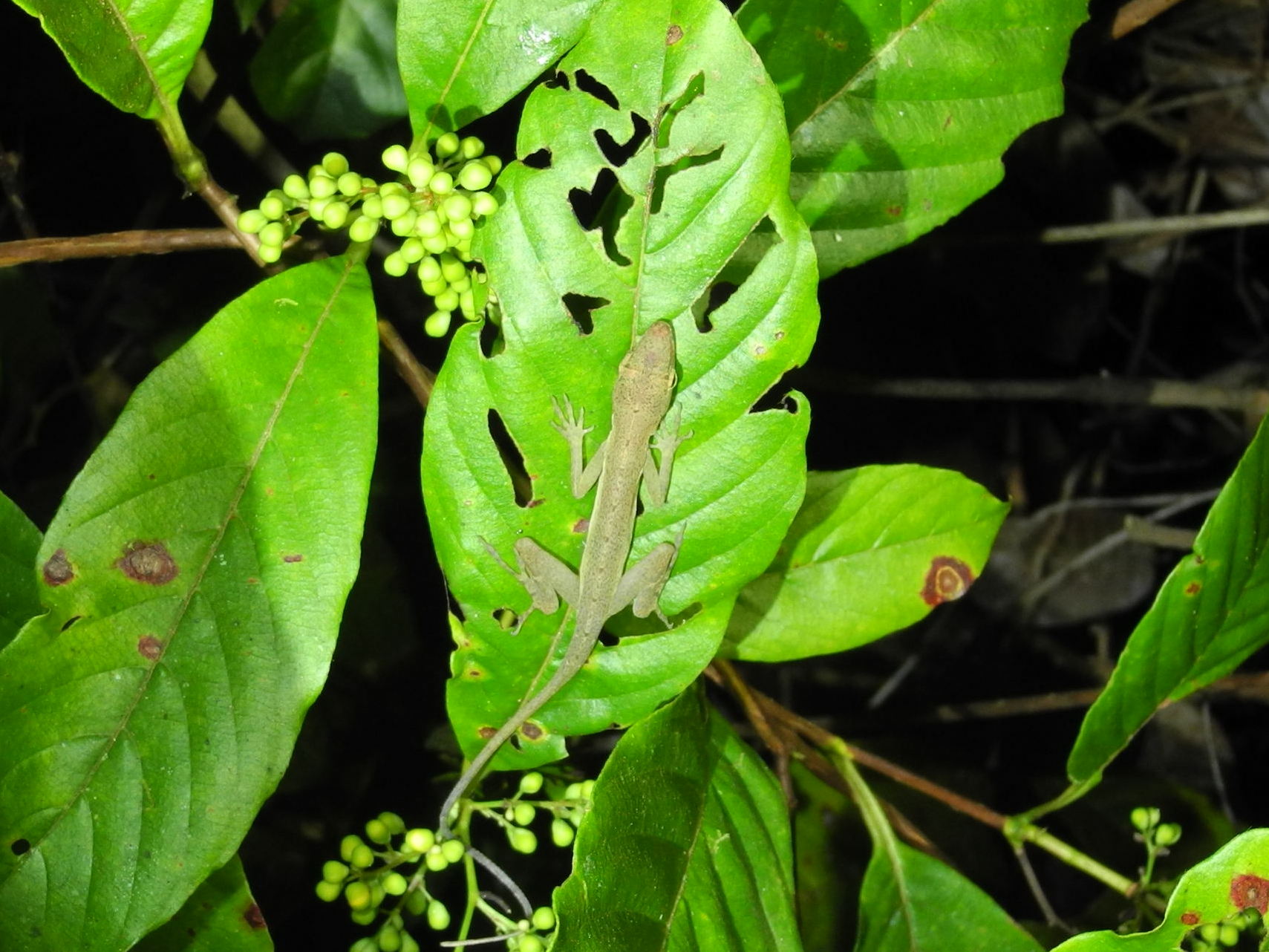 Gecko commun