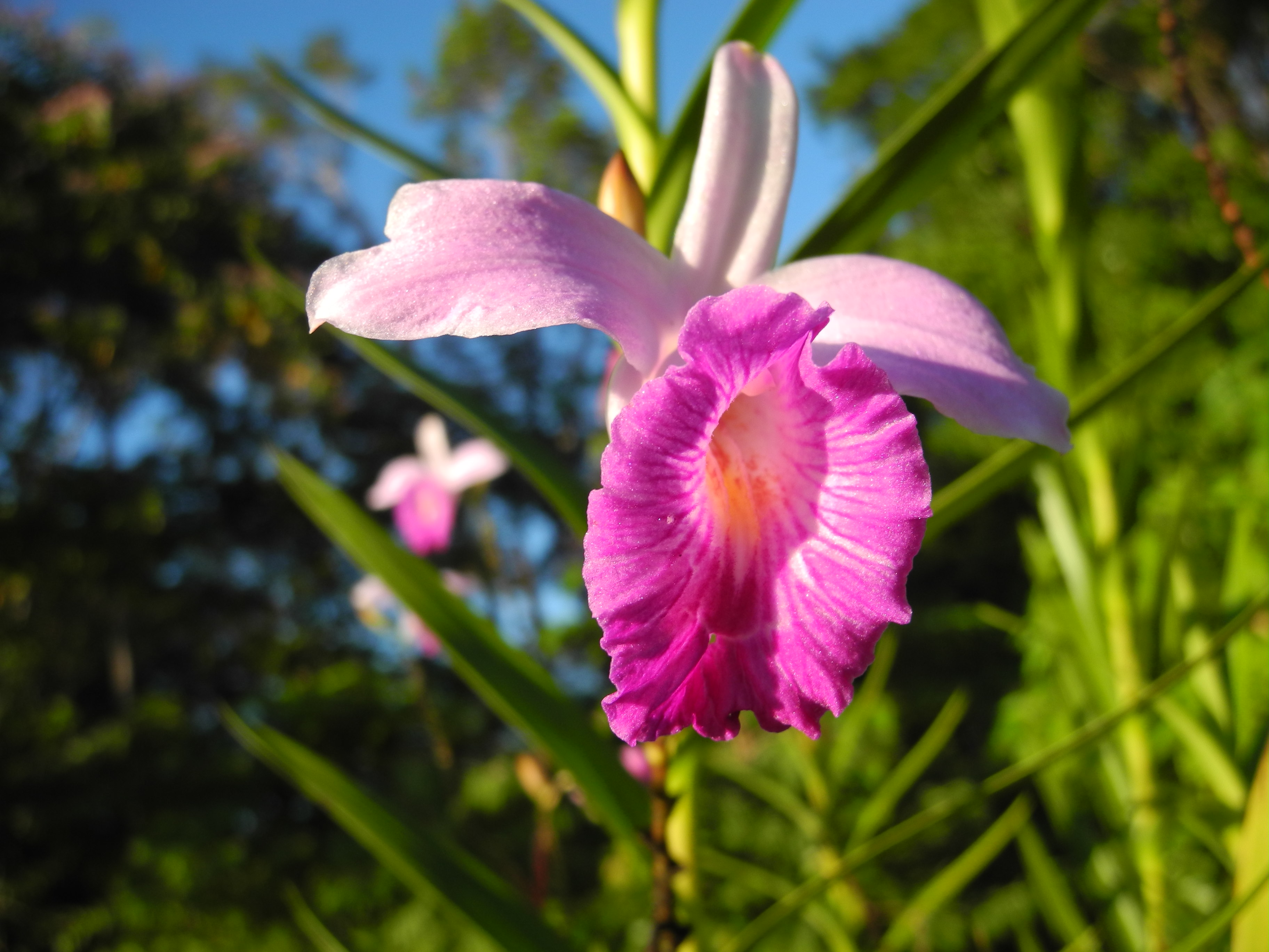 Orchidée bambou