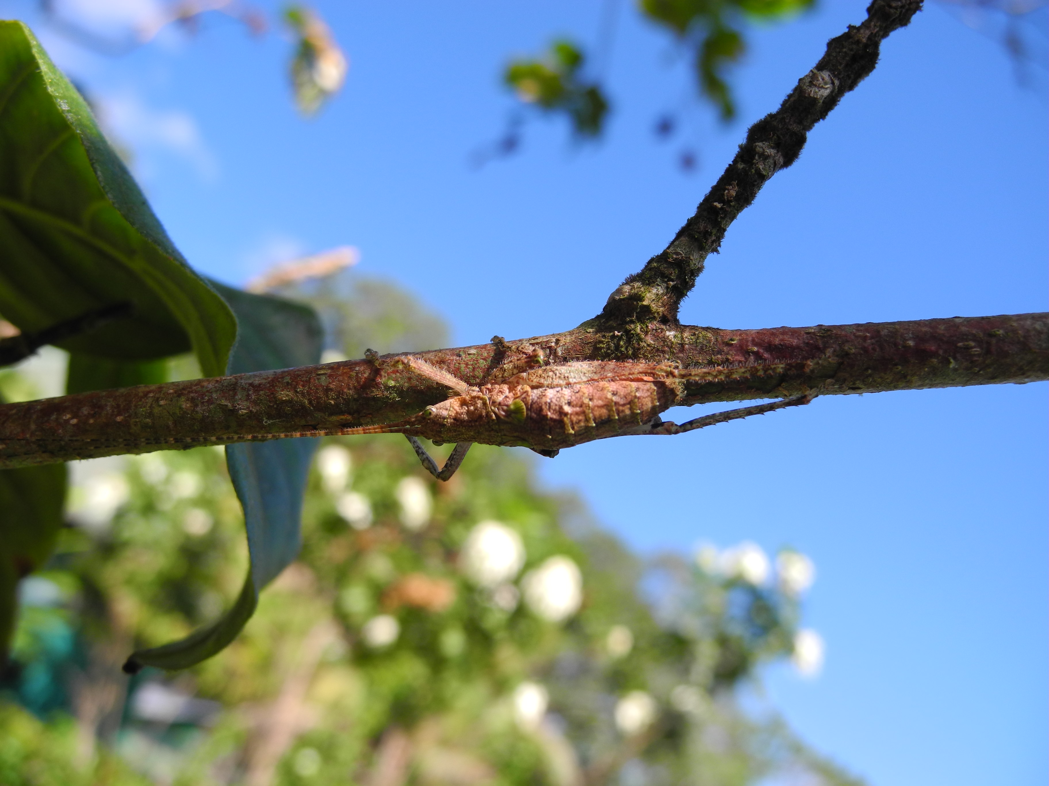 Katydids