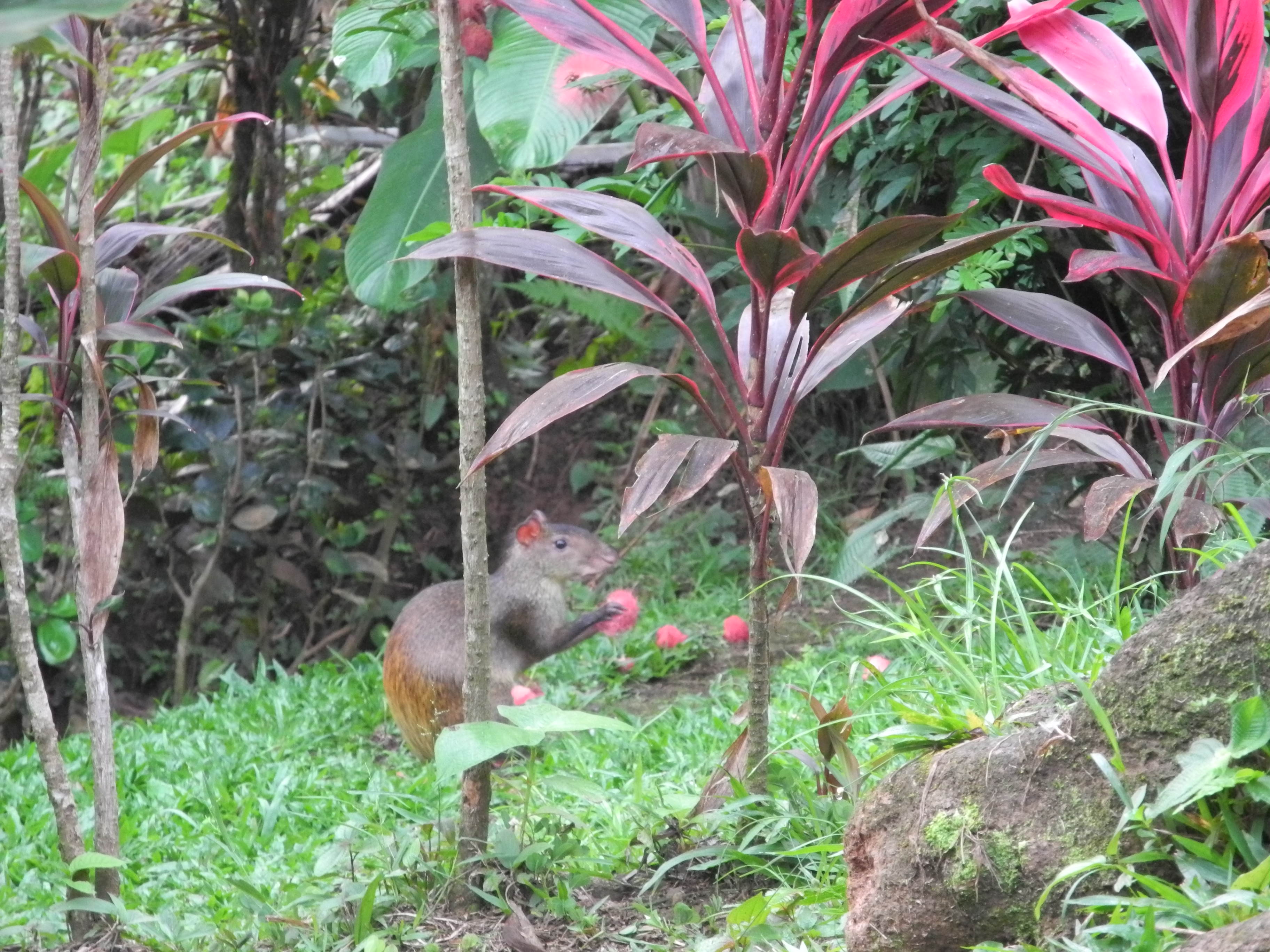 Agouti