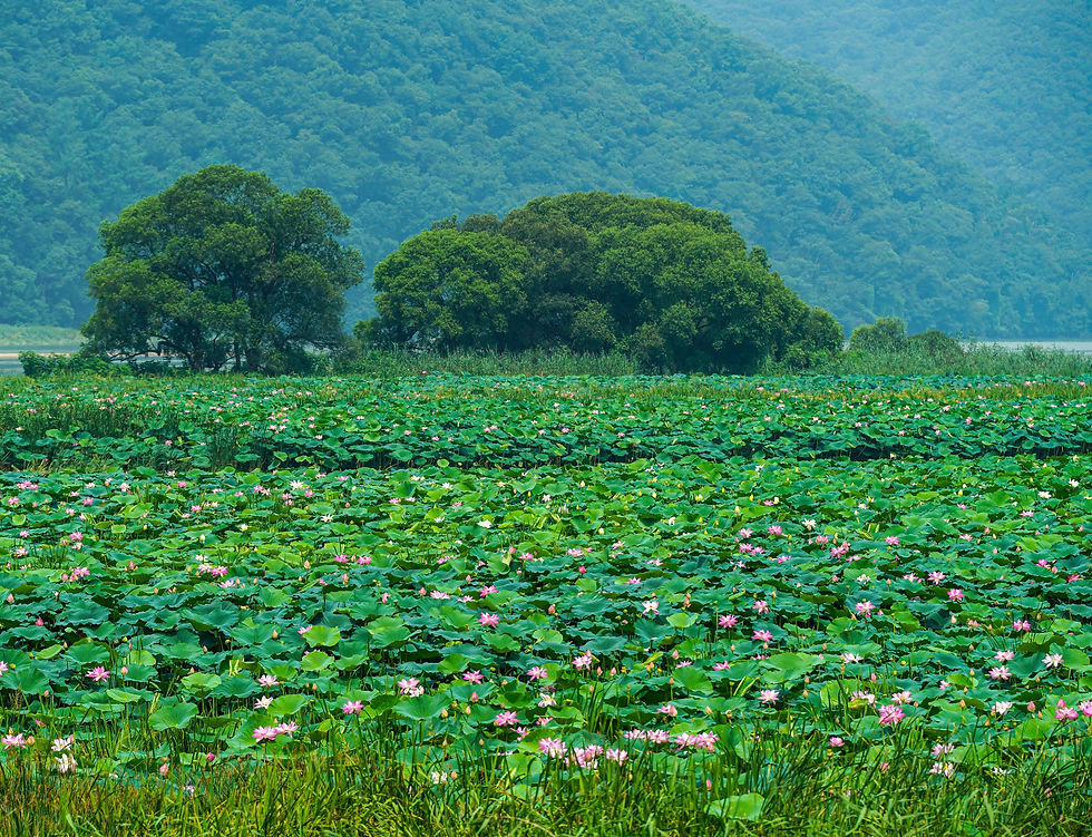 경안천습지생태공원 (2).jpg
