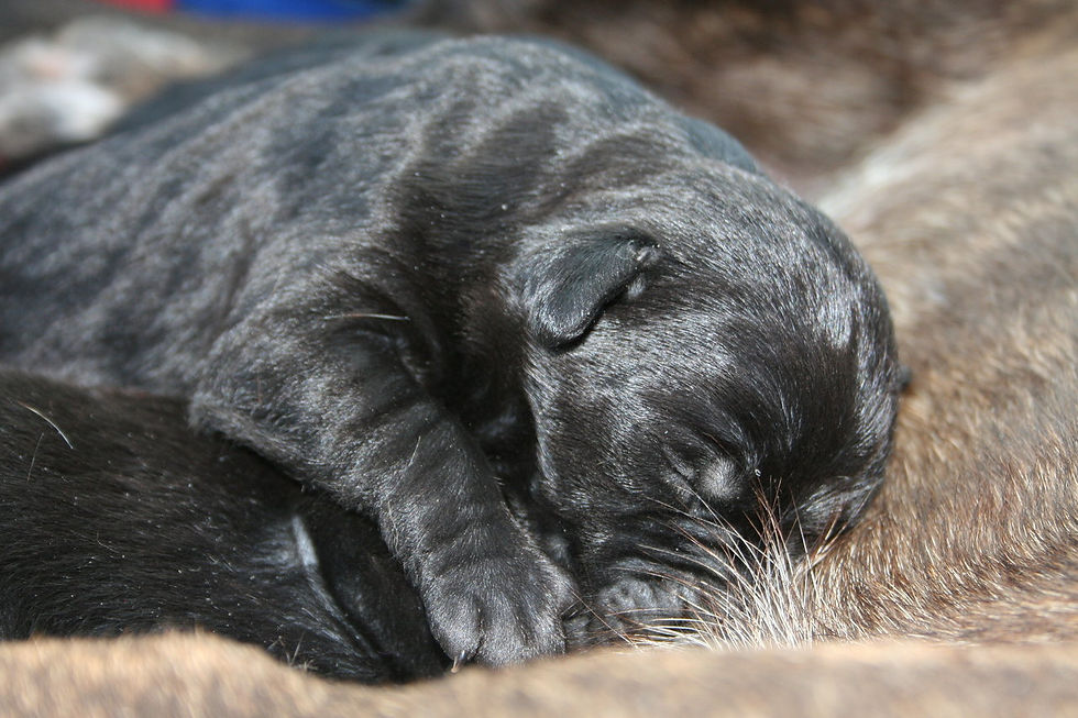 Puppy and Mother