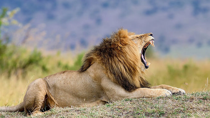 Lions of Maasai Mara, a destination or experience featured on the Kenya: A Classic Safari with Nairobi and Amboseli Globus tour
