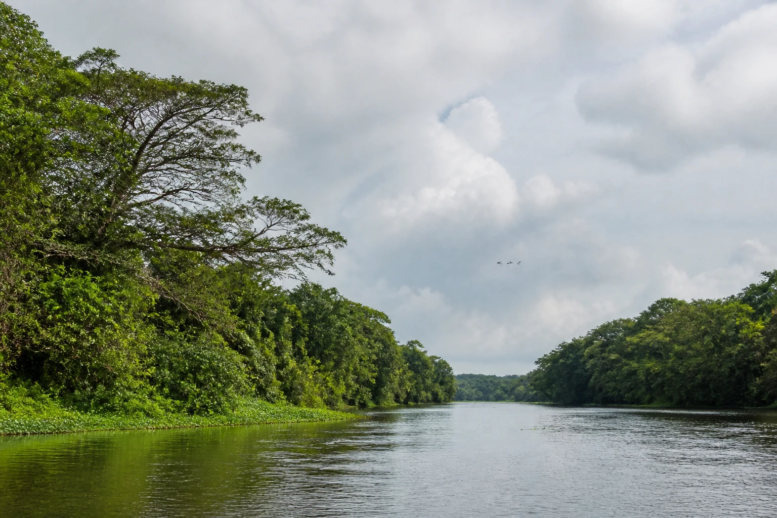 Representative nature destination view: Tortuguero, Costa Rica; regional wildlife habitat and native vegetation, not an exact landmark photograph.