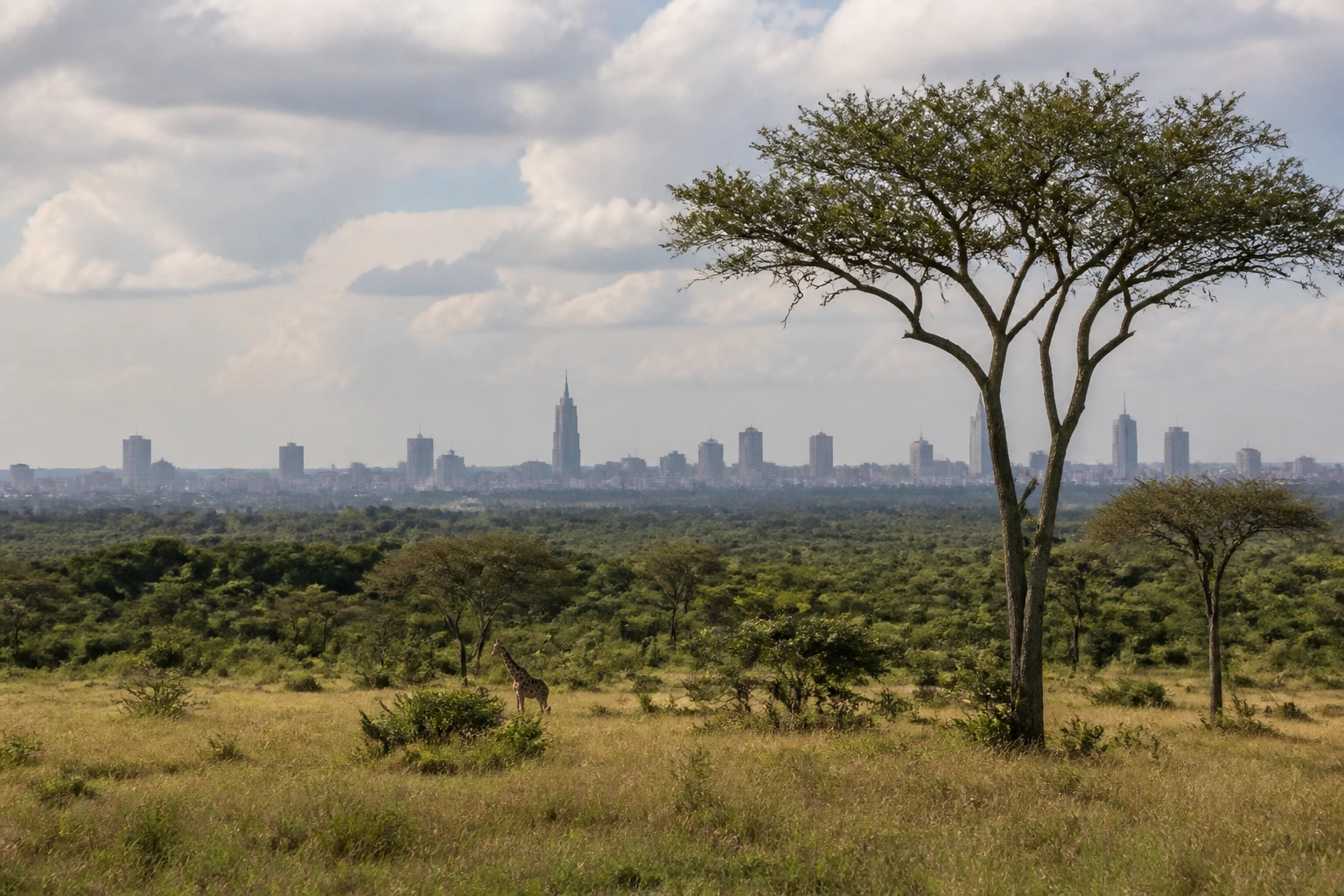 Representative nature destination view: Nairobi and Kenya Safari; regional wildlife habitat and native vegetation, not an exact landmark photograph.